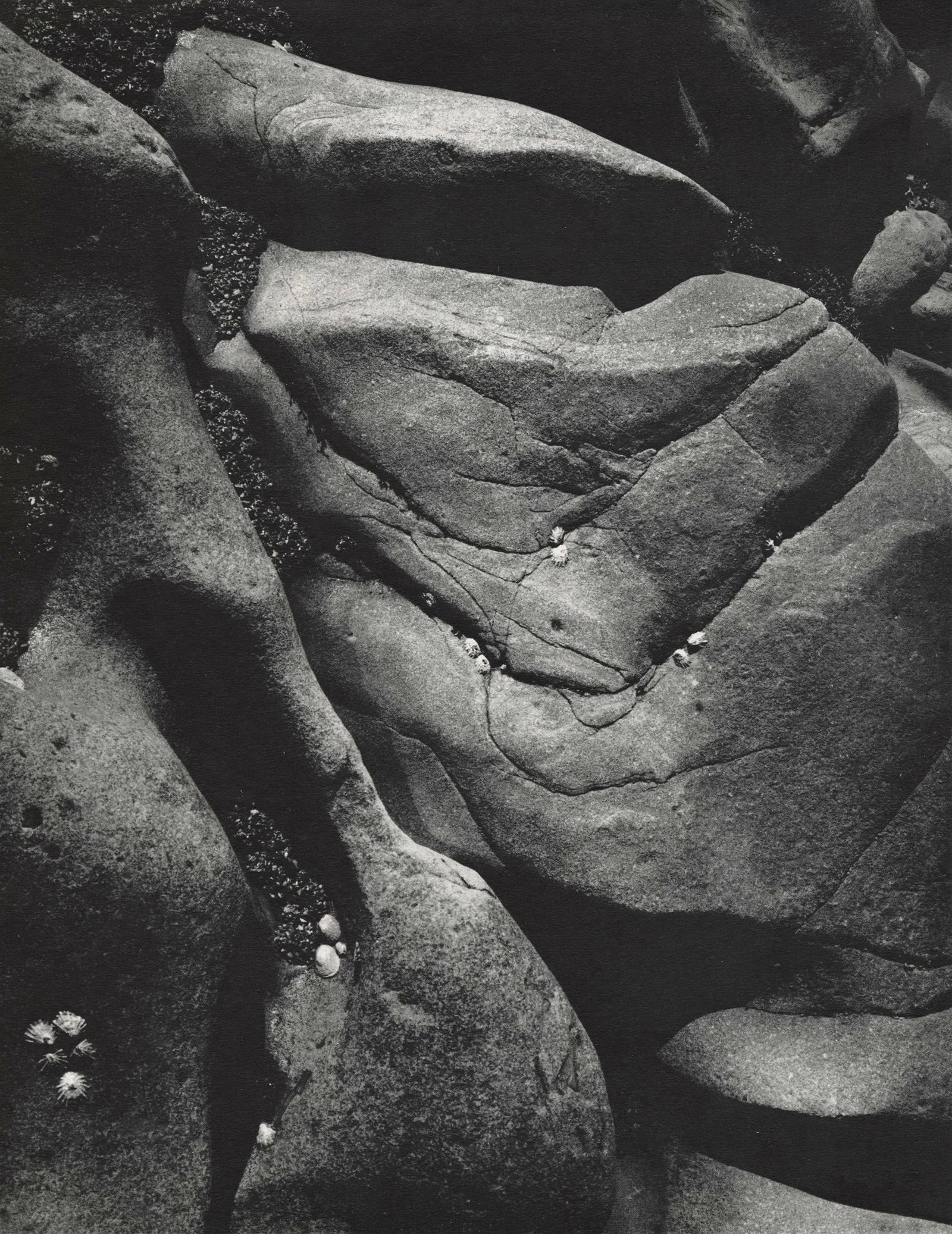 Ansel Adams (American, 1902-1984) Print: Ansel Adams (American, 1902-1984) Print. Rocks and Limpets, Point Lobos, California, "1960". 7.75 x 10.00 inches. Printed in 1965. Not hand-signed unless otherwise stated. Photomechanical Print. Lots 