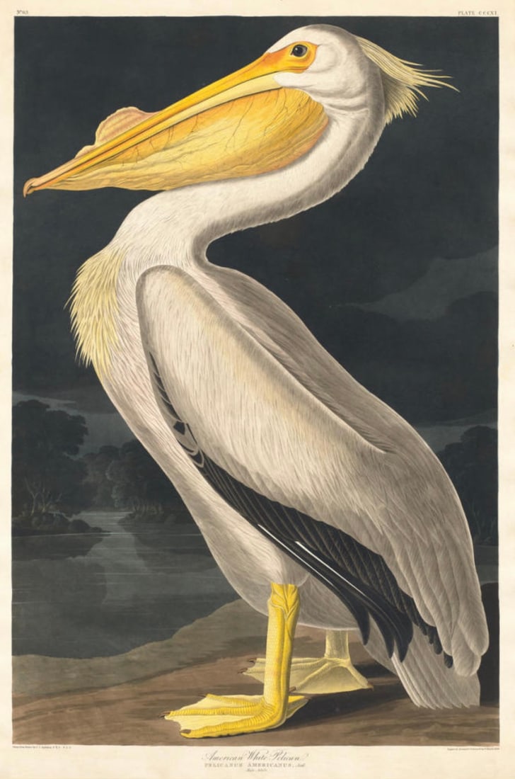After Robert Havell (British, 1793-1878) Print (1 of 3)