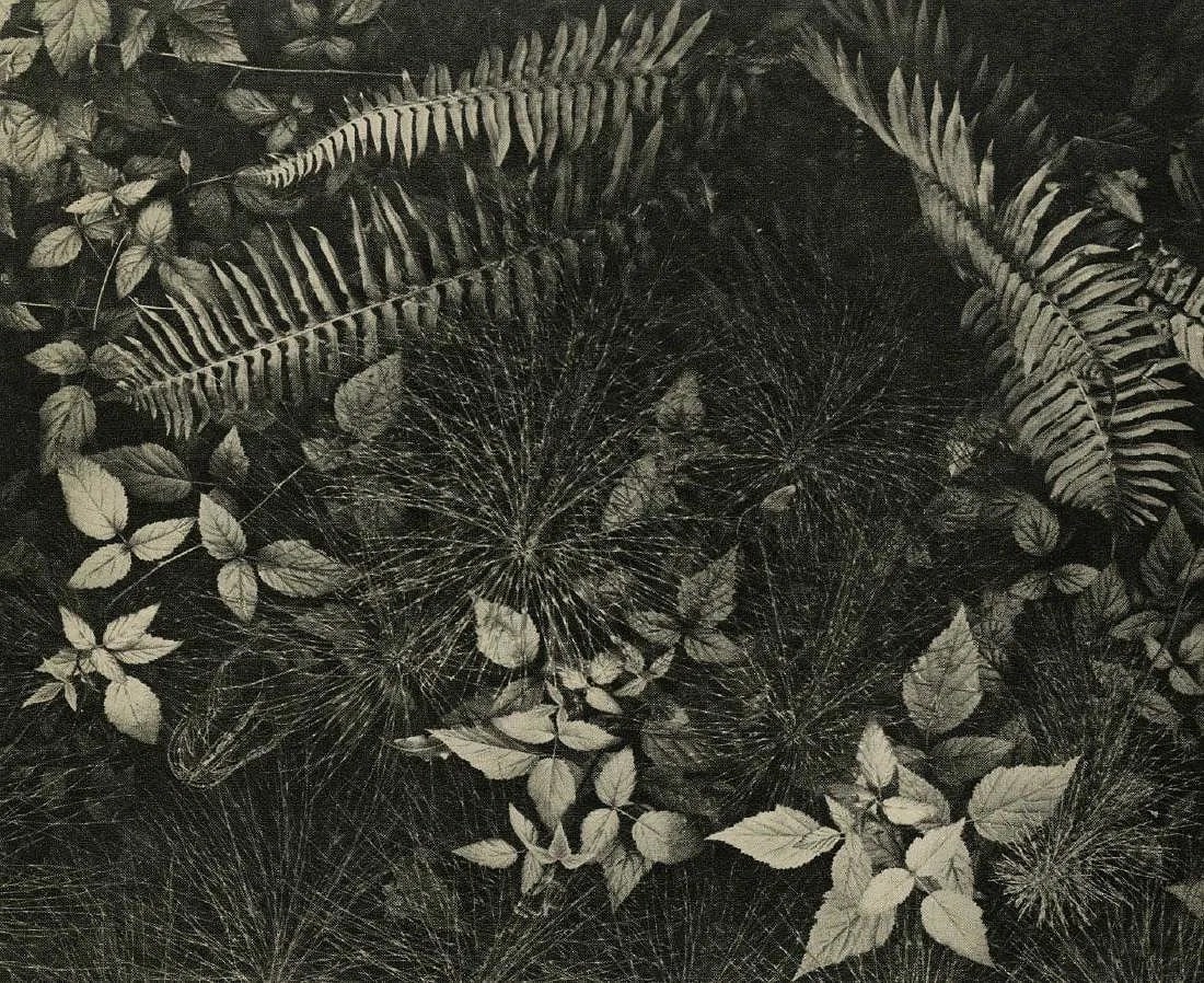 Ansel Adams (American, 1902-1984) Print (1 of 1)