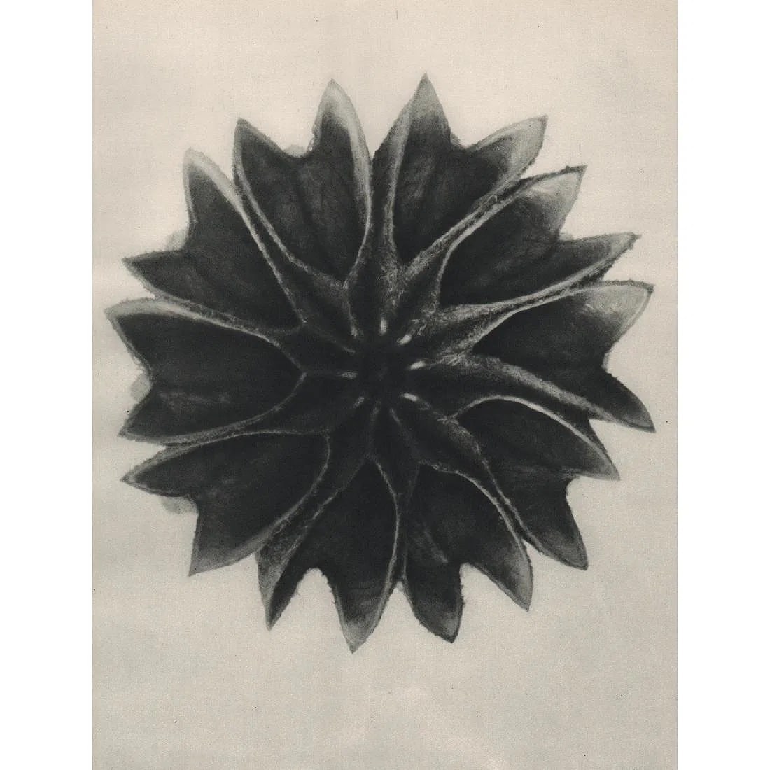 Karl Blossfeldt (German, 1865-1932) Print: Karl Blossfeldt (German, 1865-1932) Print. Abutilon. Printed in 1920s, Germany. 7.25 x 10.25 inches. Not hand-signed unless otherwise stated. Photomechanical Print. Lots that contain nudity have been 