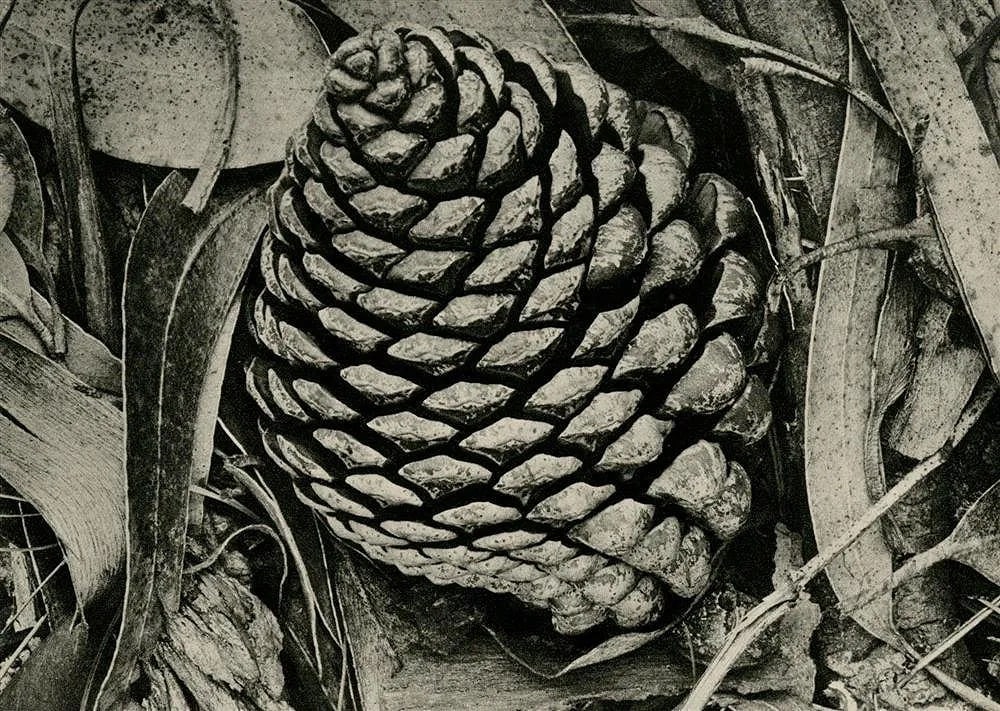 Ansel Adams (American, 1902-1984) Print: Ansel Adams (American, 1902-1984) Print. Pine Cone and Eucalyptus Leaves, "1932". 4.55 x 6.50 inches. Printed in 1934. Not hand-signed unless otherwise stated. Photomechanical Print. Lots that