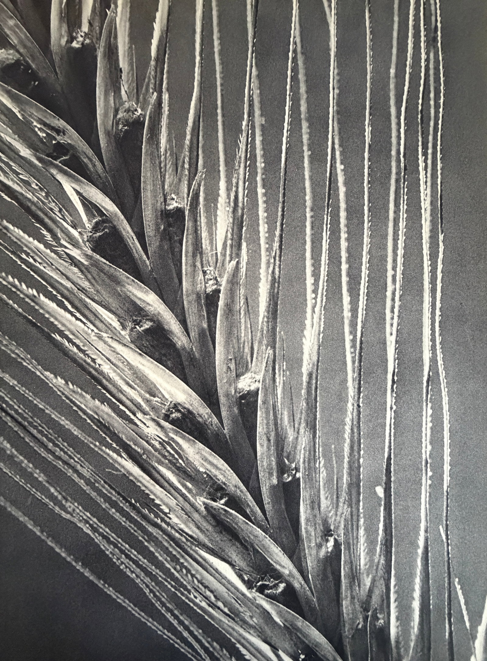 Edward Weston (American, 1886-1958) Print (1 of 3)