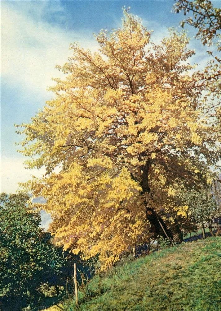 Victor Michel (French) Print: Victor Michel (French) Print. Paysage a l'arbre. Printed in 1939, France. 8.75 x 6.50 inches. Not hand-signed unless otherwise stated. Photomechanical Print. Lots that contain nudity have been