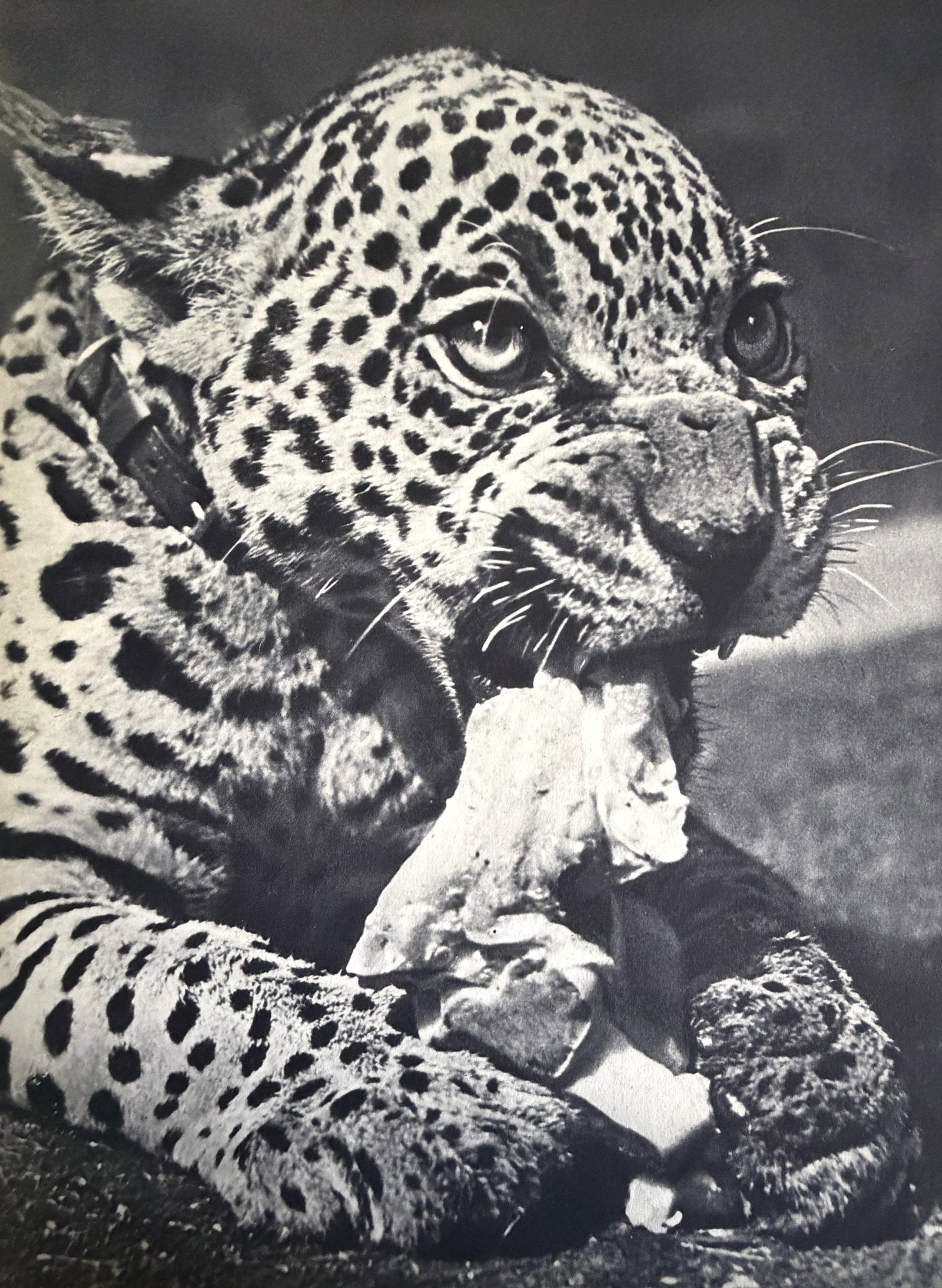 Ylla (Hungarian,1911-1955) Print: Ylla (Hungarian,1911-1955) Print. Jeune, Jaguar. Printed in France, 1939. 9.00 x 6.50 inches. Not hand-signed unless otherwise stated. Photomechanical Print. Lots that contain nudity have been