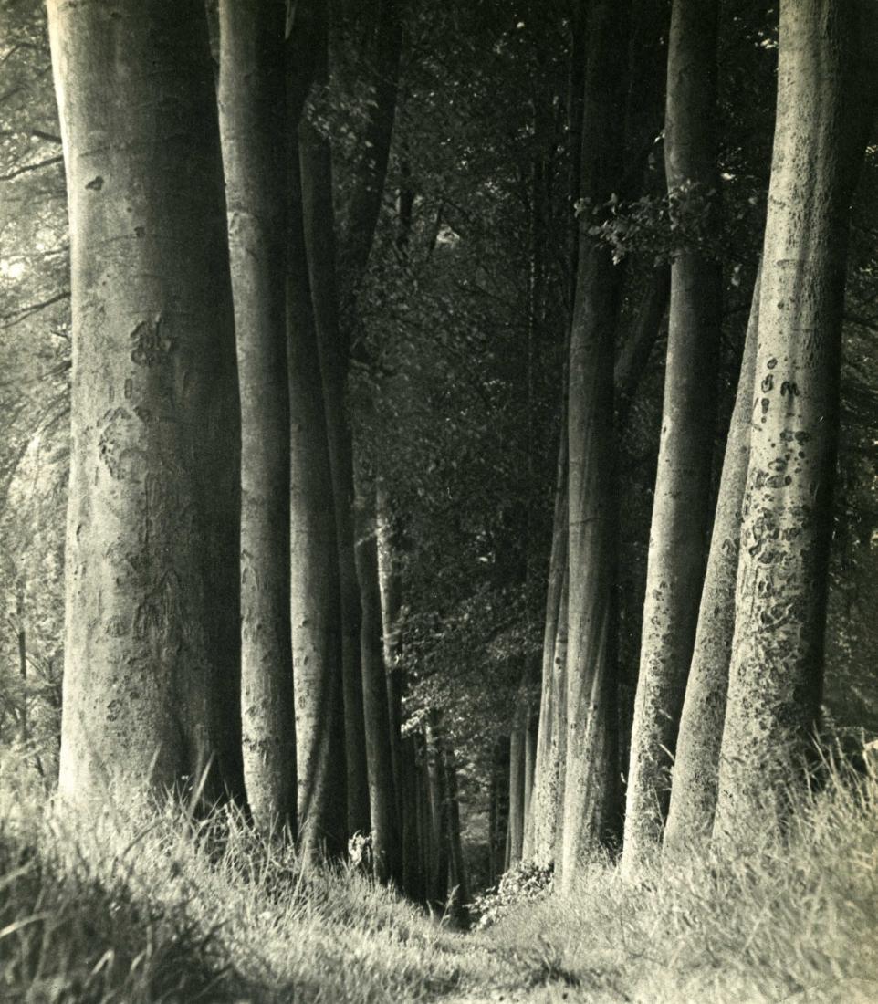 MAN RAY - Undergrowth (1 of 1)