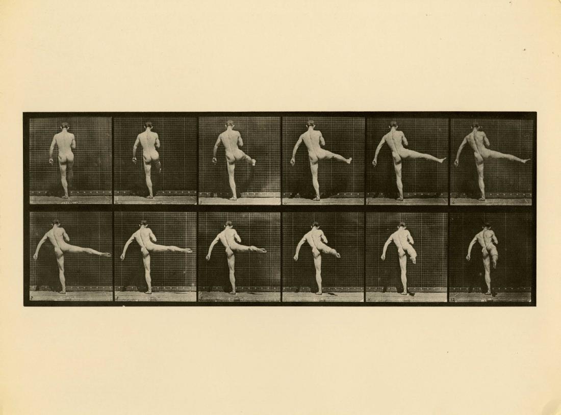 EADWEARD J. MUYBRIDGE [d'apres] - Animal (1 of 1)
