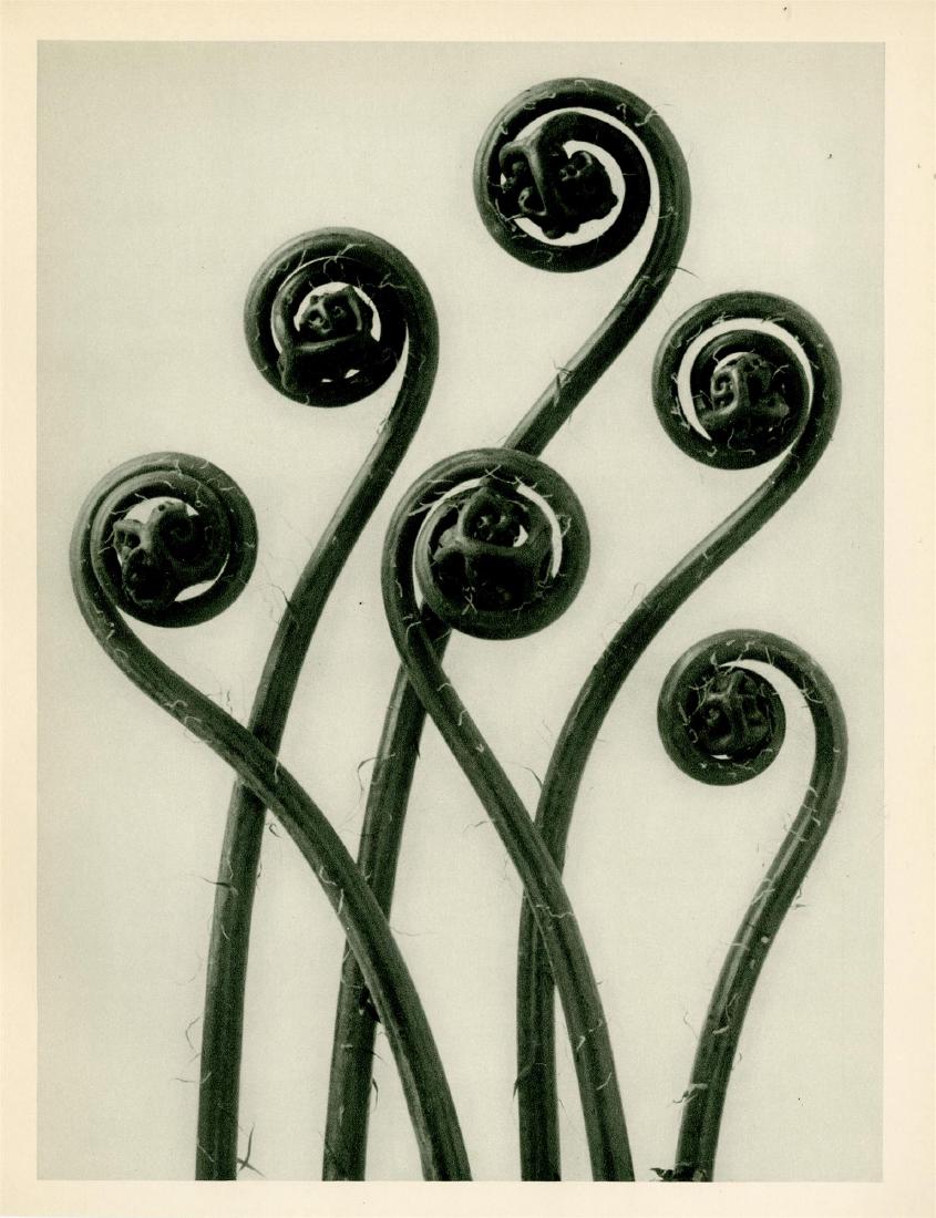 KARL BLOSSFELDT - Adiantum Pedatum (American (1 of 1)
