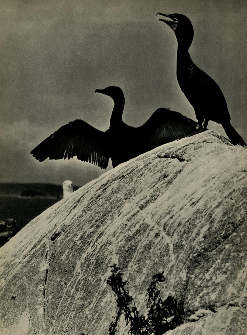 ELIOT PORTER - Double Crested Cormorants, Colt's: Eliot Porter (American, 1901-1990). "Double Crested Cormorants, Colt's Head Island, Maine". Original vintage photogravure. c1938. Printed 1939. Stamped with the photographer's name, verso. Edition unk