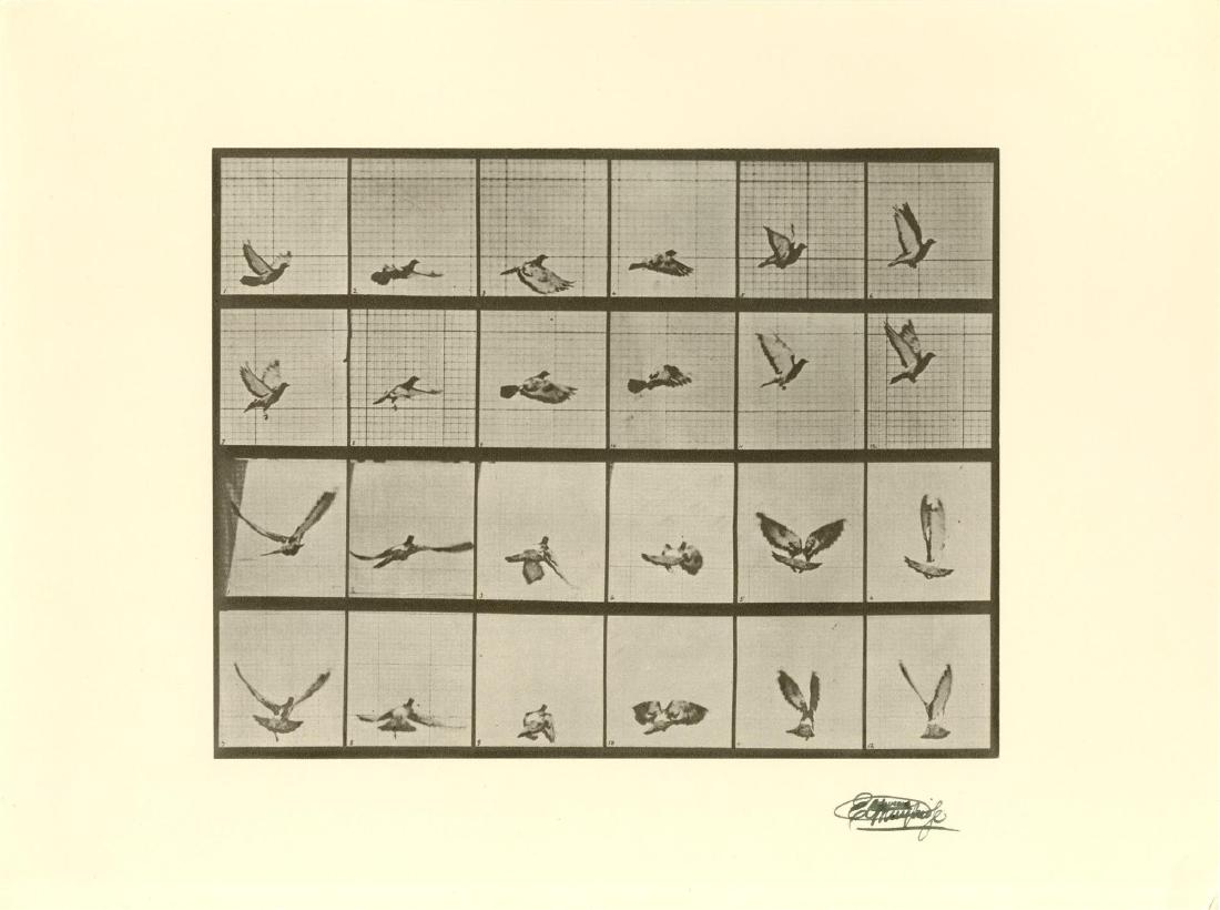 EADWEARD MUYBRIDGE [d'apres] - Bird in Flight (1 of 1)