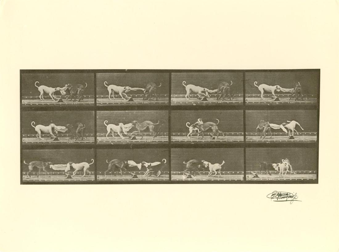 EADWEARD MUYBRIDGE [d'apres] - Dogs Fighting (1 of 1)