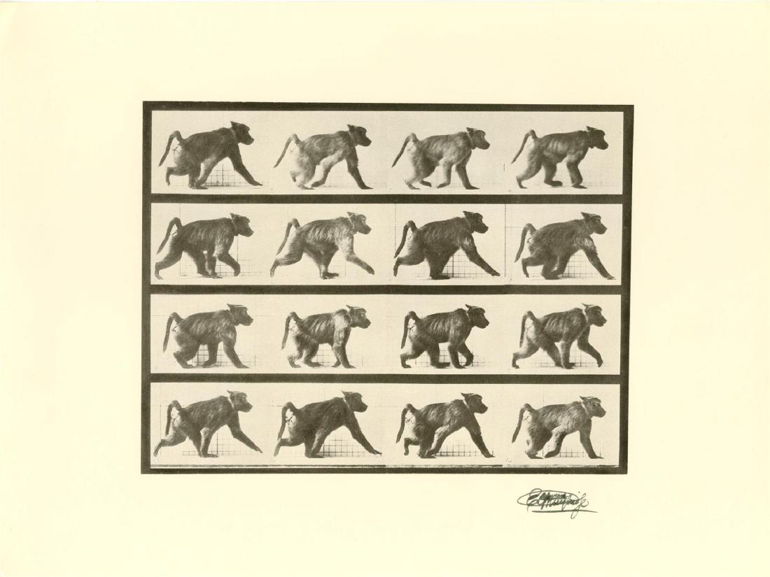 EADWEARD MUYBRIDGE [d'apres] - Baboon Walking (1 of 1)