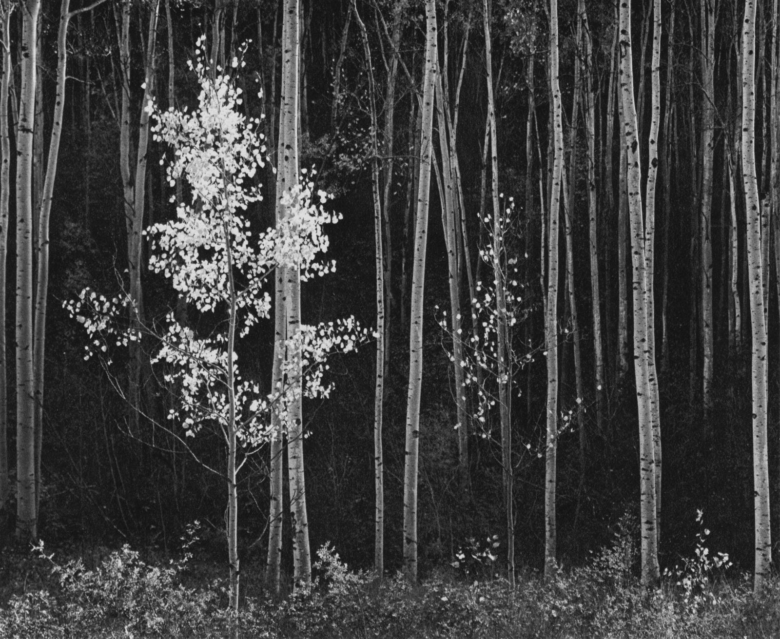 ANSEL ADAMS - Aspens #2, Northern New Mexico - Original (1 of 1)