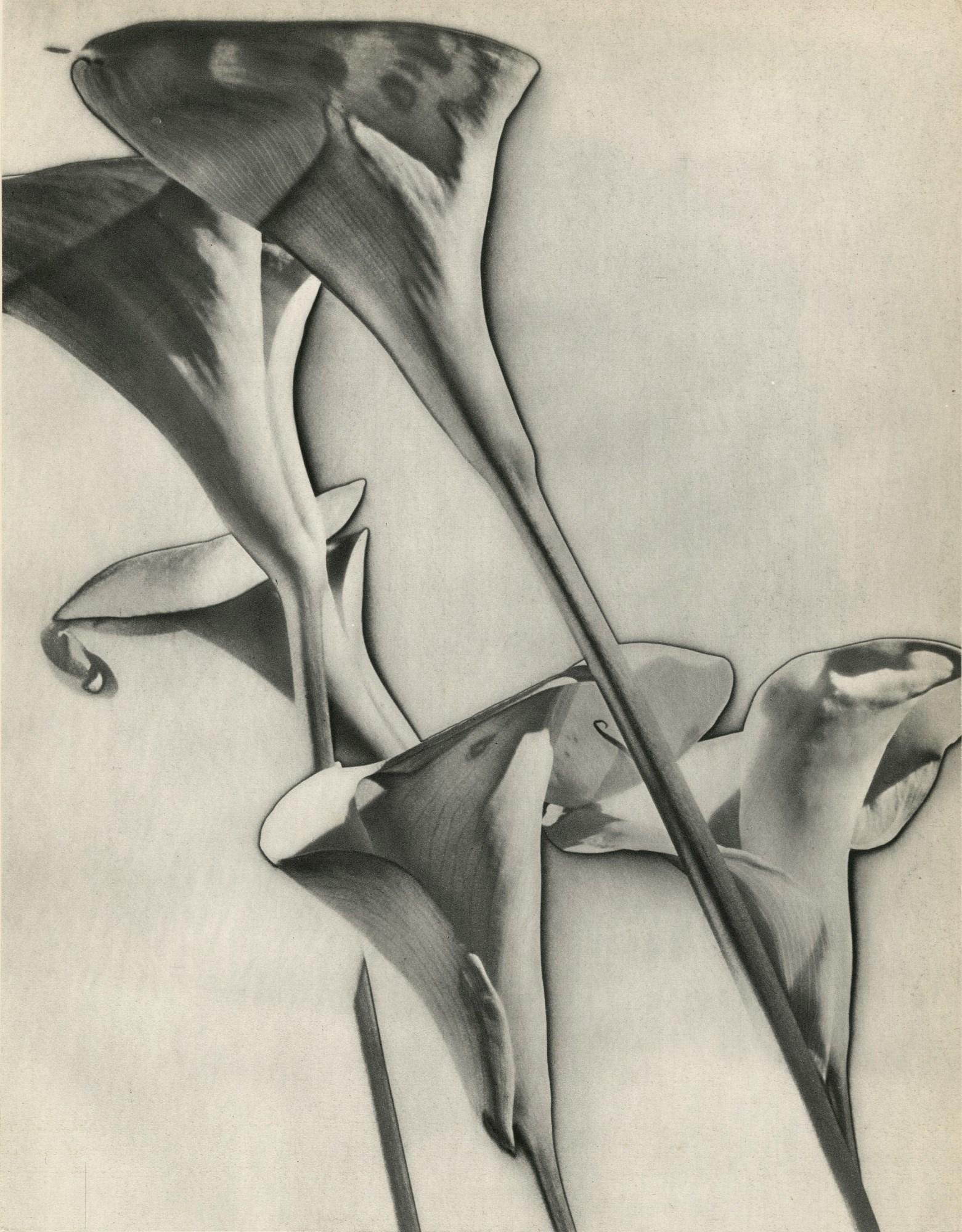 MAN RAY - Calla Lilies - Original vintage photogravure: Artist: Man Ray (American, 1890 - 1976). Title: "Calla Lilies [solarization]". Medium: Original vintage photogravure. Date: Composed 1930. Printed 1934. Dimensions: Image size: 10 3/4 x 8 5/8
