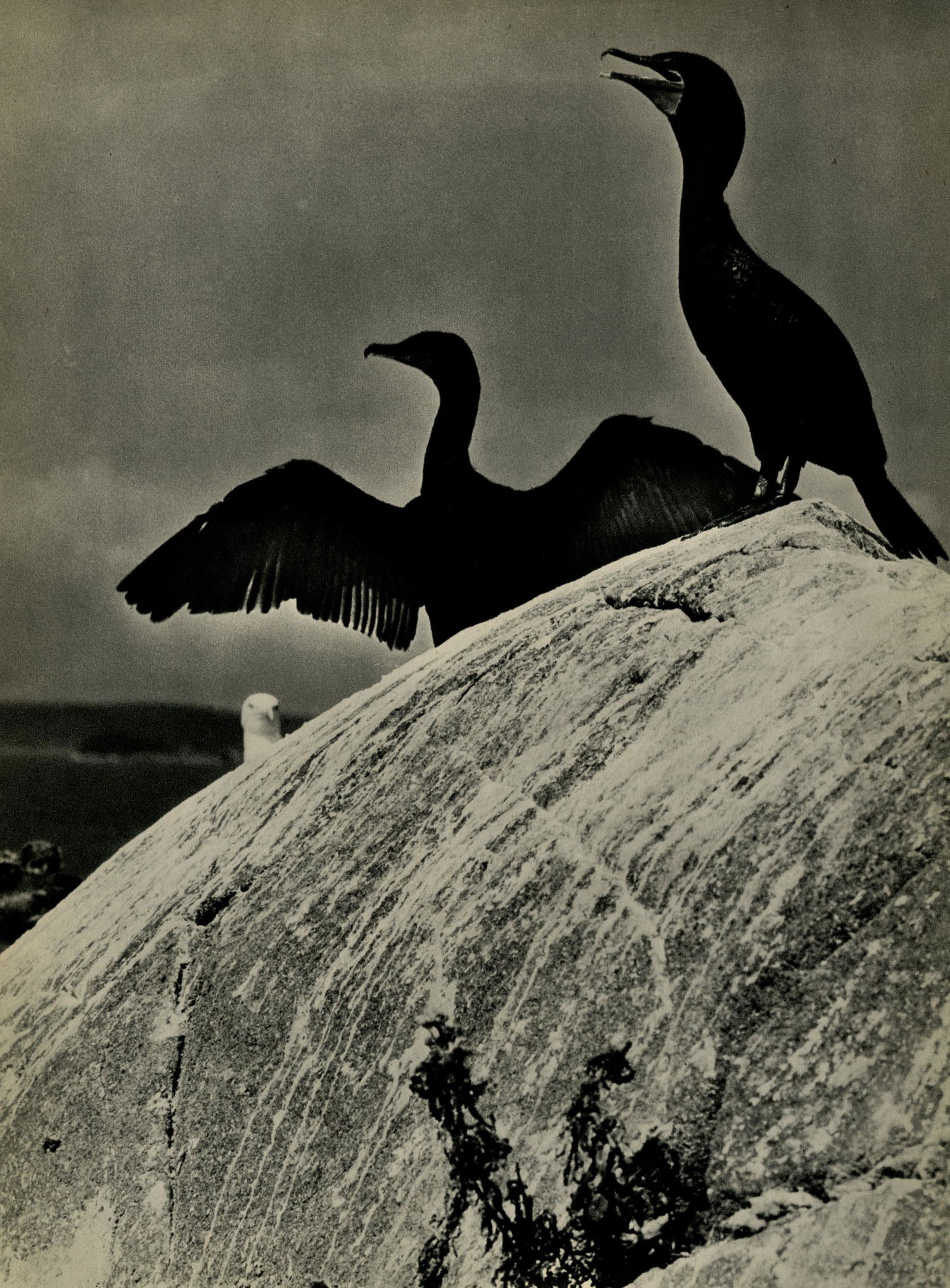 ELIOT PORTER - Double Crested Cormorants, Colt's Head: Artist: Eliot Porter (American, 1901-1990). Title: "Double Crested Cormorants, Colt's Head Island, Maine". Medium: Original vintage photogravure. Date: Composed c1938. Printed 1939. Dimensions: <