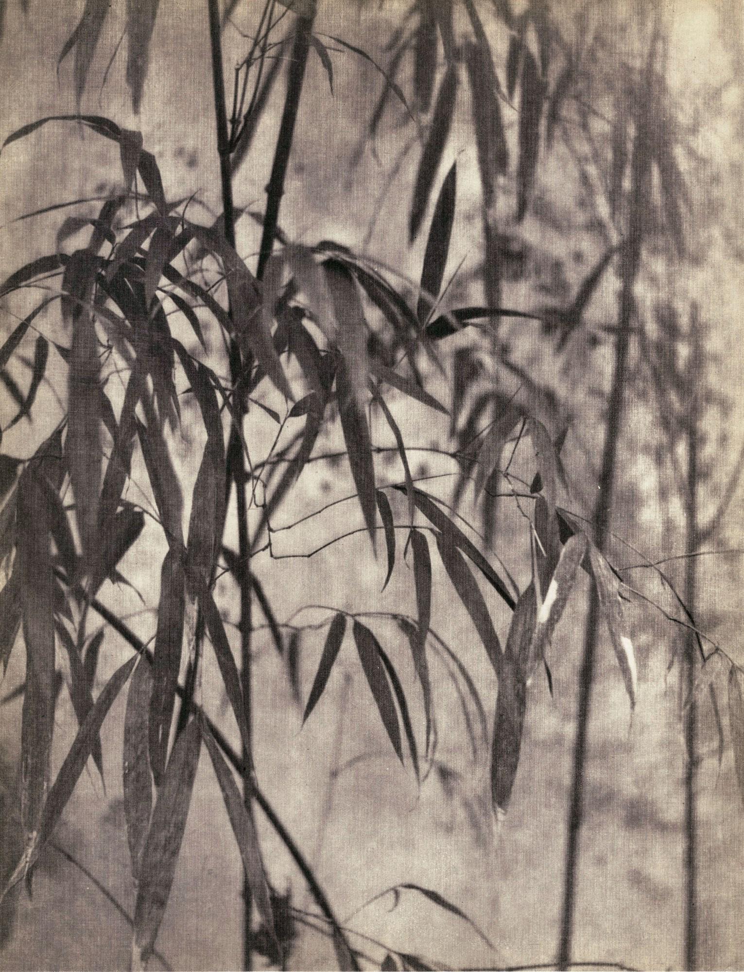 CHIN-SAN LONG [lang jingshan/lang ching-shan] -: Artist: Chin-San Long [lang jingshan/lang ching-shan] (Chinese, 1892-1995). Title: "Feuilles de bambou". Medium: Original vintage photogravure. Date: Composed c1935. Printed 1935. Dimensions:
