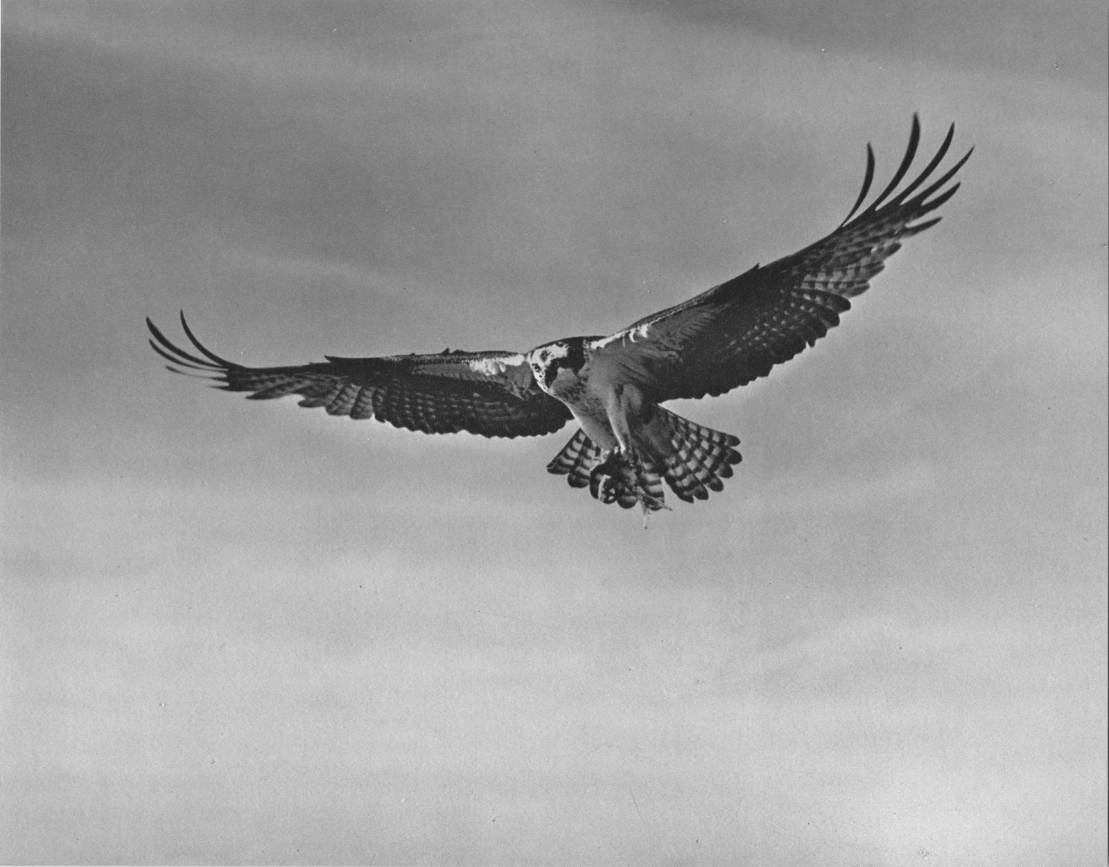 ELIOT PORTER - Sea Hawk, Big Sur - Original vintage (1 of 1)