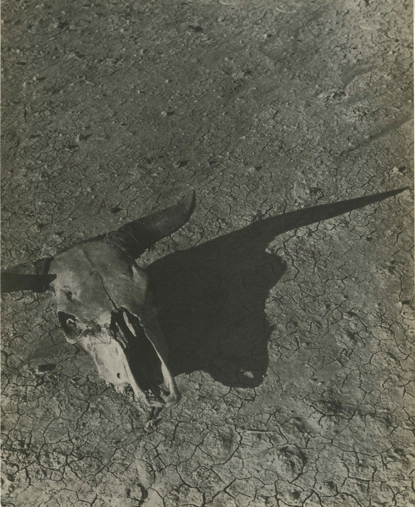 ARTHUR ROTHSTEIN - Skull of Steer, Badlands, South (1 of 1)