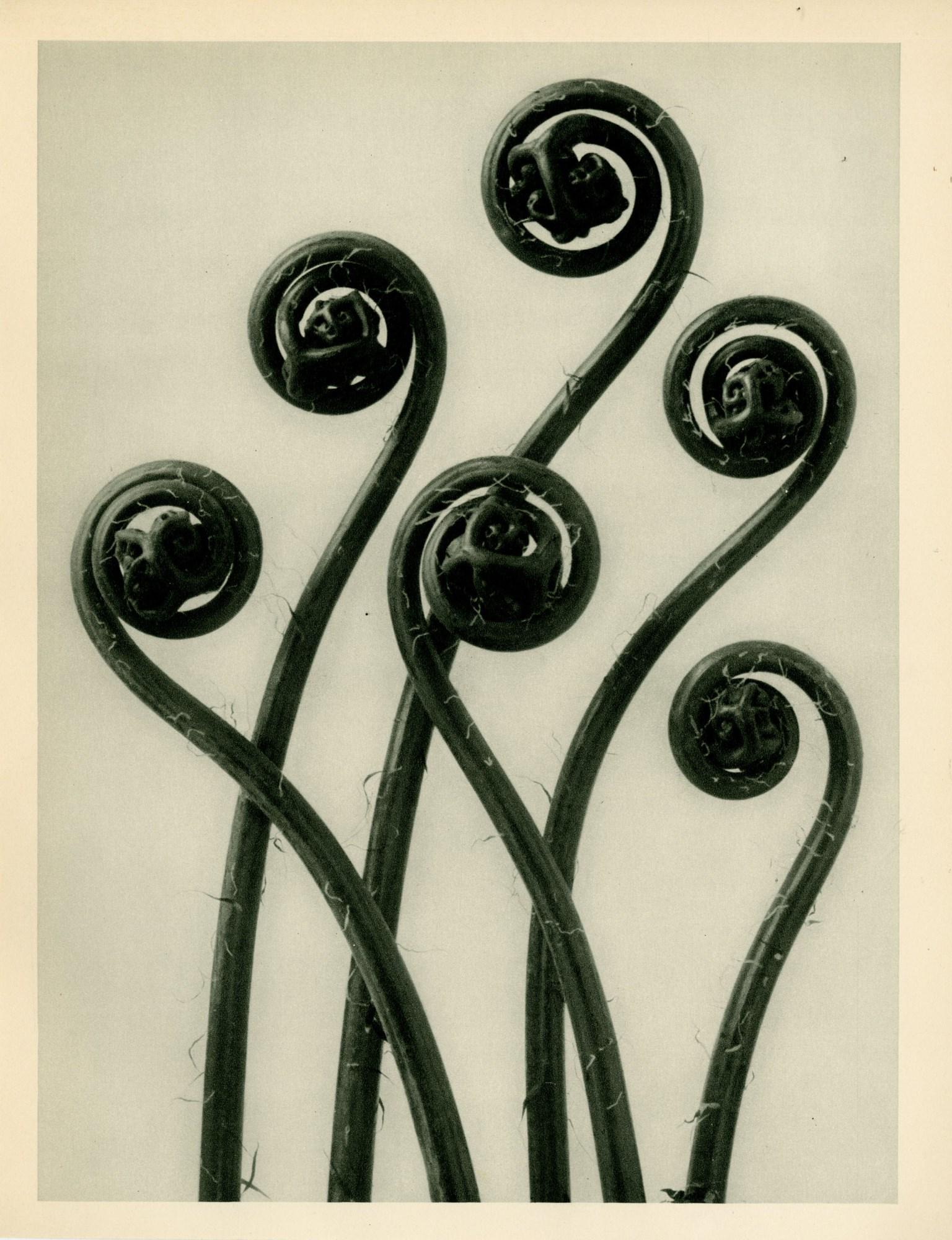 KARL BLOSSFELDT - Adiantum Pedatum (American Maidenhair: Artist: Karl Blossfeldt (German, 1865 - 1932). Title: "Adiantum Pedatum (American Maidenhair Fern) [Young rolled-up fronds enlarged 8 times]". Medium: Original vintage photogravure. Date: Comp