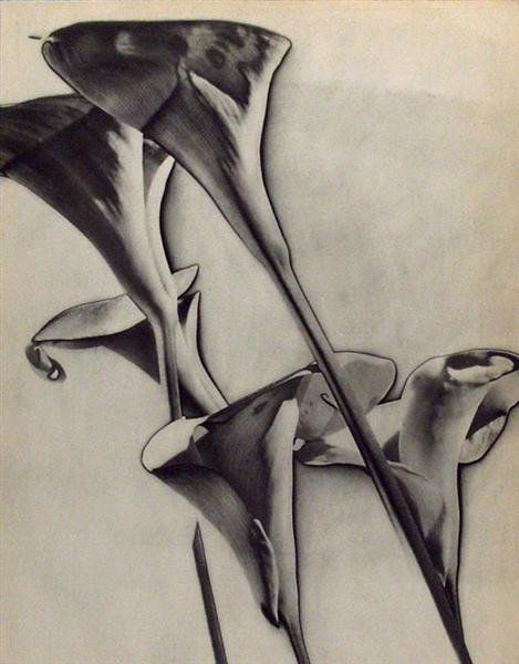 MAN RAY (American) Original Vintage photogravure: Man Ray (American, 1890 - 1976). "Les Arums". Original Vintage photogravure. 1930. Printed 1934. 10 3/4 x 8 5/8 in. (273 x 219 mm). From Man Ray: Photographs 1920-1934 Paris. [22118]