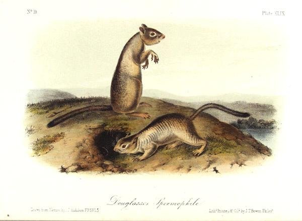 JOHN JAMES AUDUBON [AFTER] (American) Hand-colored: John James Audubon [after] (American, 1785 - 1851). "Douglasses Spermophile [Plate XLIX from "The Quadrupeds of North America"]". Hand-colored lithograph. 1845. 4 1/2 x 8 1/4 in. (114 x 210 mm). Sheet
