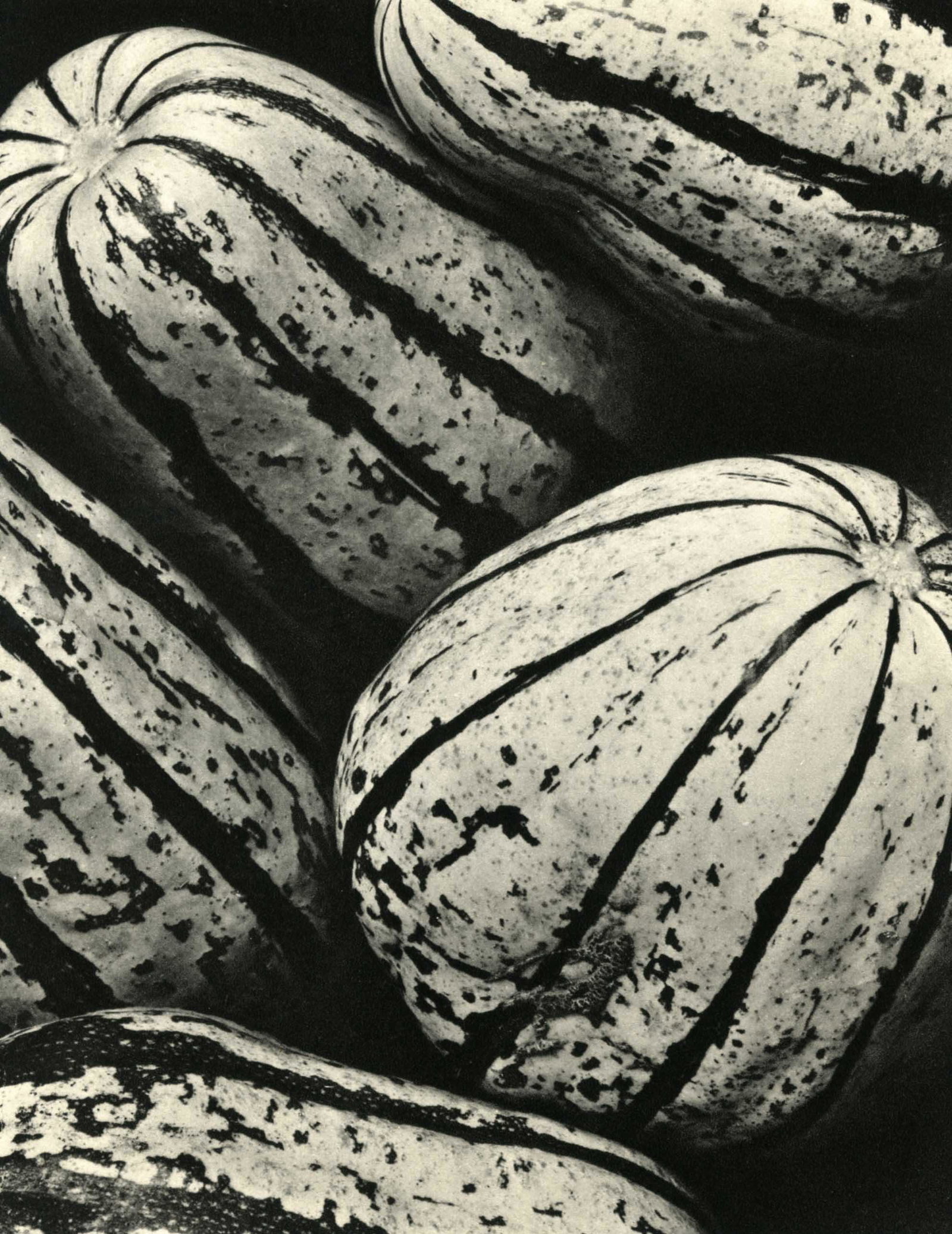 EDWARD WESTON - Melons - Original vintage photogravure: Artist: Edward Weston (American, 1886 - 1958). Title: "Melons". Medium: Original vintage photogravure. Date: Composed c1933. Printed 1933. Dimensions: Image size: 8 11/16 x 6 13/16 in. (221 x