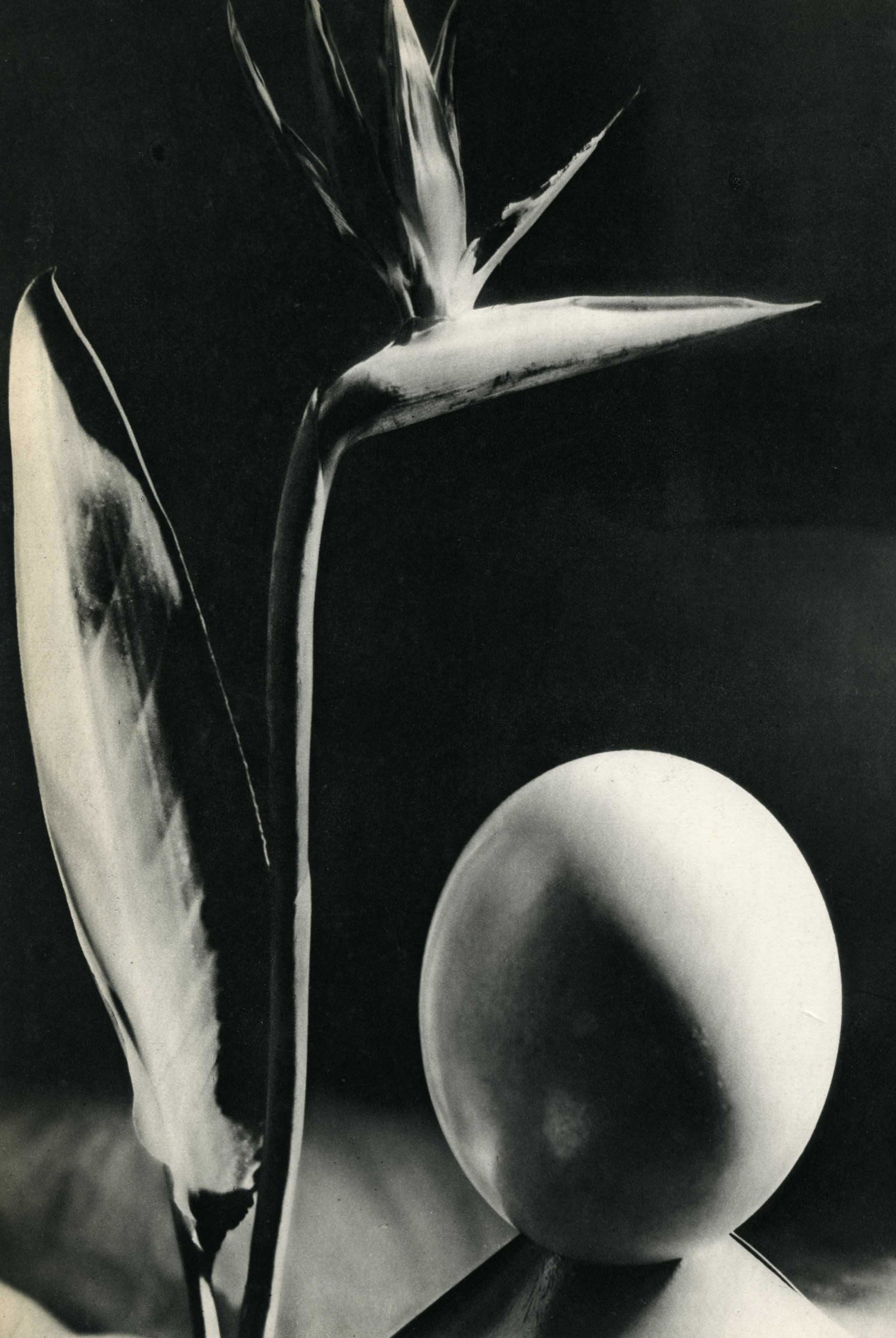 MAN RAY - Oiseau de Fleur de Paradis - Original vintage (1 of 1)