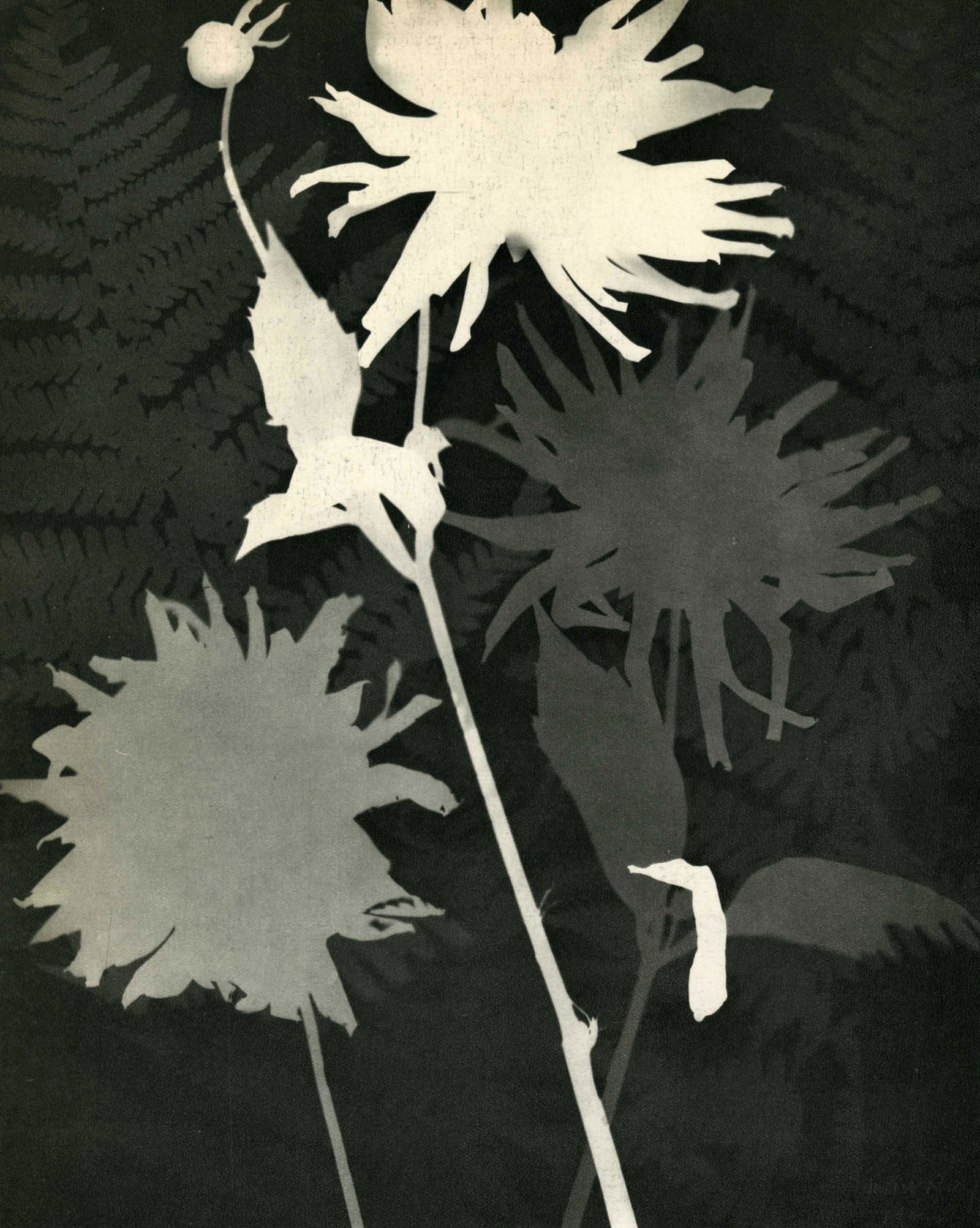 MAN RAY - Rayograph - 092 - Original vintage (1 of 1)