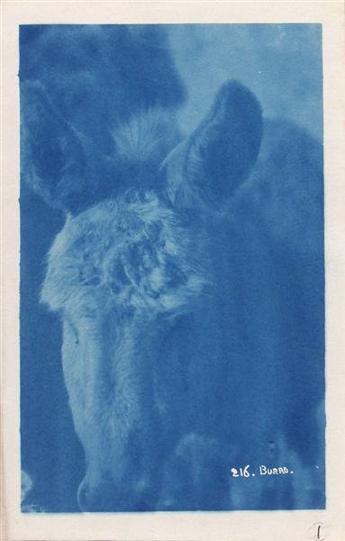 CHARLES LUMMIS (American) Vintage cyanotype: Charles Lummis (American, 1859 - 1928). "Burro". Vintage cyanotype. 1890s. Printed 1890s. Titled in the negative. 6 15/16 x 4 5/16 in. (176 x 110 mm). Sheet Size: 7 15/16 x 5 in. (202 x 127 mm). [2083