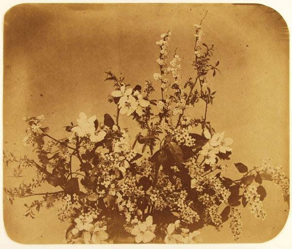 ADOLPHE BRAUN (French) Vintage albumen print: Adolphe Braun (French, 1811 - 1877). "Floral Still Life with Small Bunches". Vintage albumen print. c1856. Printed c1856. 9 1/8 x 10 7/8 in. (232 x 276 mm). [619]