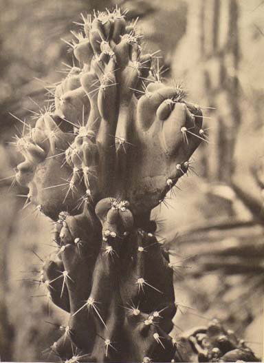 BRASSAI (Hungarian/French) Original vintage photog: Brassai (Hungarian/French, 1899-1984). "Cactus". Original vintage photogravure. c1936. Printed 1938. 11 5/16 x 8 5/16 in. (287 x 211 mm). [23542]