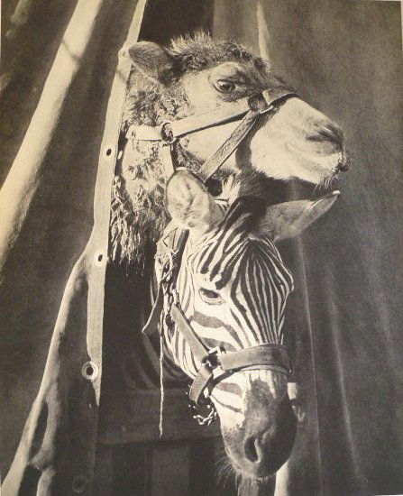 BRASSAI (Hungarian/French) Original vintage photog: Brassai (Hungarian/French, 1899-1984). "Curiosite". Original vintage photogravure. c1935. Printed 1938. 11 1/16 x 8 13/16 in. (281 x 224 mm). [23546]