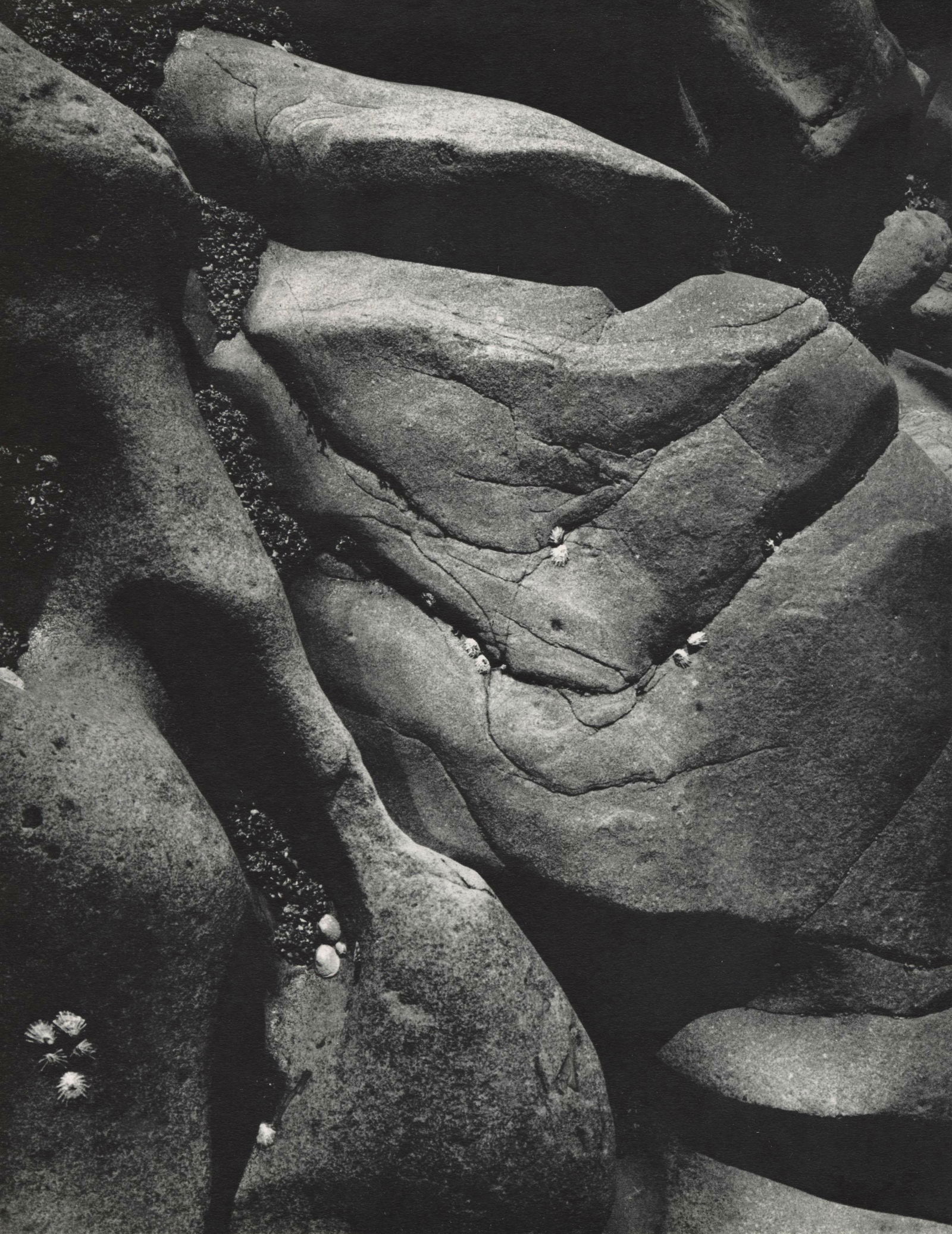 ANSEL ADAMS - Rocks and Limpets, Point Lobos, (1 of 1)