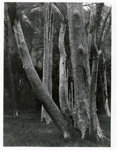 ANSEL ADAMS (American) Gelatin silver print: Ansel Adams (American, 1902-1984). "In Yosemite Valley". Gelatin silver print. 1932. Printed later. Identified on label, verso. 9 1/2 x 7 1/16 in. (241 x 179 mm). Fine condition. Provenance: Ex-collec