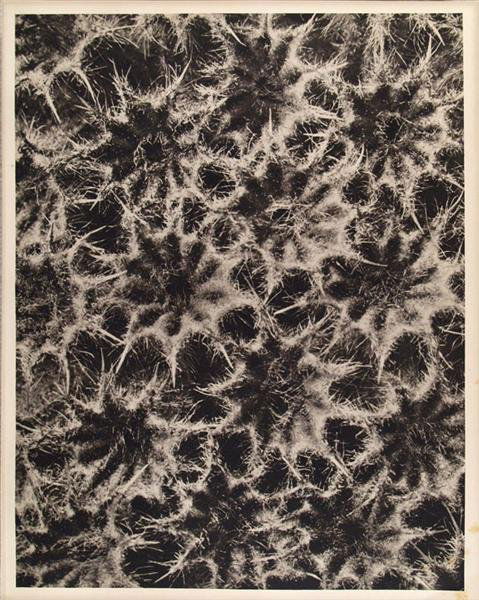 KARL BLOSSFELDT (German) Original vintage photogra: Karl Blossfeldt (German, 1865 - 1932). "Ballota Acuta (Horehound)". Original vintage photogravure. c1932. Printed 1932. 11 1/4 x 8 11/16 in. (286 x 221 mm). Printed on one side of the paper only ("sur