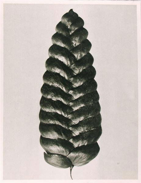 KARL BLOSSFELDT (German) Original vintage photogra: Karl Blossfeldt (German, 1865 - 1932). "Briza Maxima (Big Quaking Grass)". Original vintage photogravure. c1900-1928. Printed 1932. 11 3/16 x 8 1/2 in. (284 x 216 mm). Sheet Size: 11 5/8 x 9 in. (295