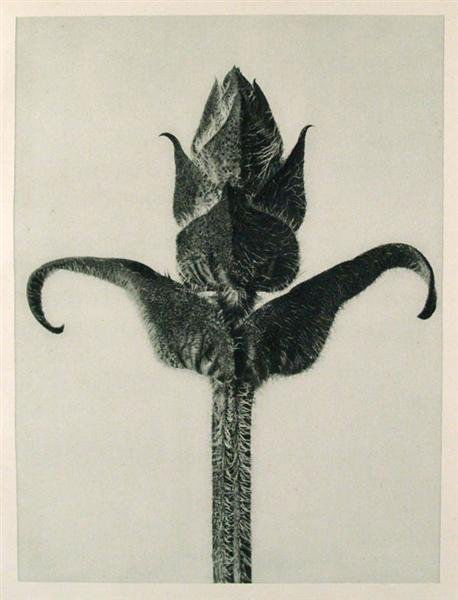 KARL BLOSSFELDT (German) Original vintage photogra: Karl Blossfeldt (German, 1865 - 1932). "Brunella Grandiflora (Large-Flowered Self-Heal)". Original vintage photogravure. c1900-1928. Printed 1929. 10 1/4 x 7 5/8 in. (260 x 194 mm). Printed on one sid