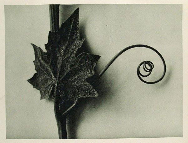 KARL BLOSSFELDT (German) Original vintage photogra: Karl Blossfeldt (German, 1865 - 1932). "Byronia Alba (White Bryony)". Original vintage photogravure. c1929. Printed 1929. 10 1/4 x 7 7/16 in. (260 x 189 mm). Printed on one side of the paper only ("su