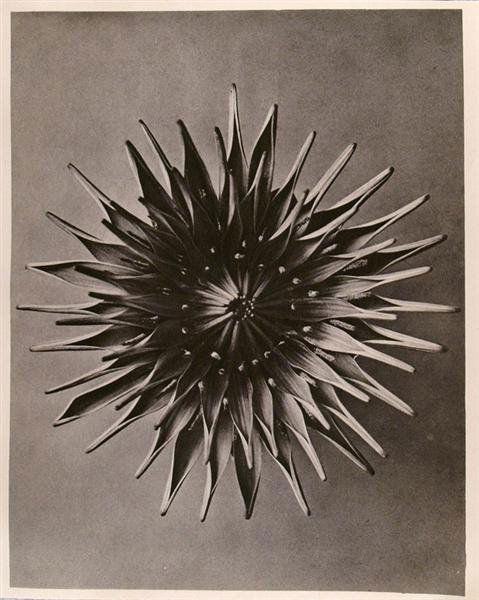 KARL BLOSSFELDT (German) Original vintage photogra: Karl Blossfeldt (German, 1865 - 1932). "Dahlia (Dahlia)". Original vintage photogravure. c1932. Printed 1932. 11 3/16 x 8 5/8 in. (284 x 219 mm). Printed on one side of the paper only ("sur blanc"). [