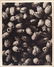 368: KARL BLOSSFELDT (German) Original vintage photogra