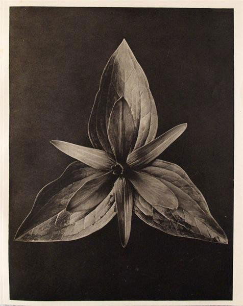 KARL BLOSSFELDT (German) Original vintage photogra: Karl Blossfeldt (German, 1865 - 1932). "Trillium Sessile (Toadshade)". Original vintage photogravure. c1932. Printed 1932. 11 1/4 x 8 5/8 in. (286 x 219 mm). Printed on one side of the paper only ("su