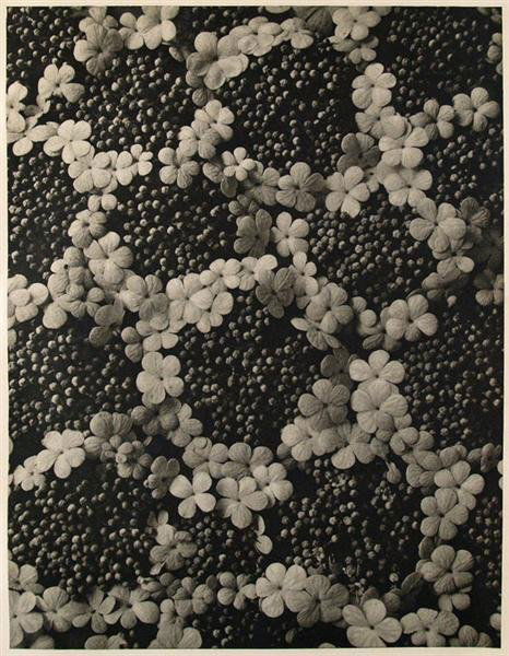 KARL BLOSSFELDT (German) Original vintage photogra: Karl Blossfeldt (German, 1865 - 1932). "Viburnum Opulus (Guelder Rose)". Original vintage photogravure. c1932. Printed 1932. 11 1/4 x 8 5/8 in. (286 x 219 mm). Printed on one side of the paper only ("