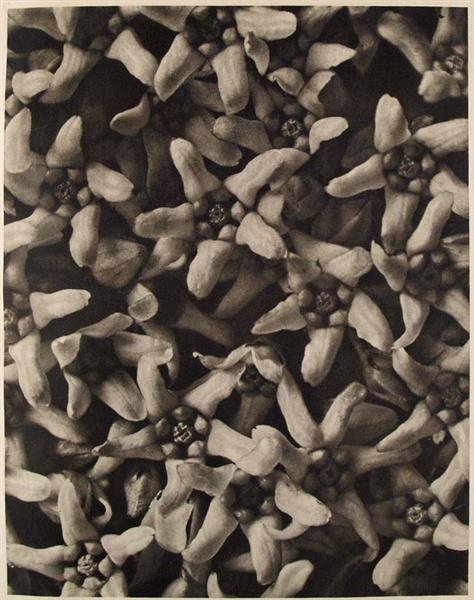 KARL BLOSSFELDT (German) Original vintage photogra: Karl Blossfeldt (German, 1865 - 1932). "Vincetoxicum Album (White Swallowwart)". Original vintage photogravure. c1932. Printed 1932. 11 1/4 x 8 5/8 in. (286 x 219 mm). Printed on one side of the paper