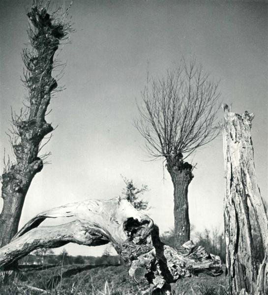 HERBERT LIST (German) Original vintage photogravur: Herbert List (German, 1903-1974). "Dead Trees". Original vintage photogravure. c1939. Printed 1939. 7 1/4 x 6 3/4 in. (184 x 171 mm). [23874]