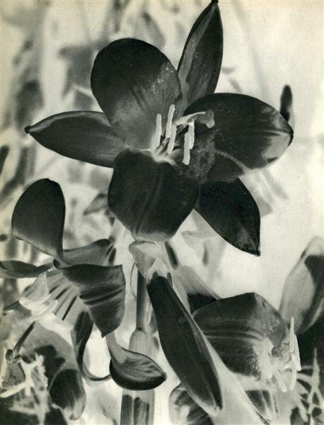 MAN RAY (American) Original vintage photogravure: Man Ray (American, 1890 - 1976). "Fleur (Solarisation) [descriptive title]". Original vintage photogravure. c1933. Printed 1934. 11 3/16 x 8 9/16 in. (284 x 217 mm). Image copyright © ADAGP/BNF - Art