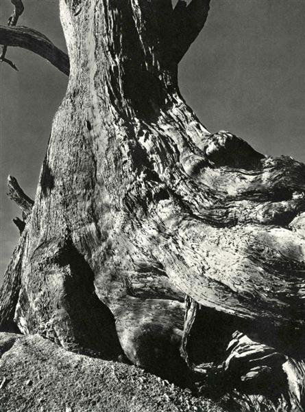 EDWARD WESTON (American) Original vintage photogr: Edward Weston (American, 1886 - 1958). "Trunk". Original vintage photogravure. c1932. Printed 1932. 9 5/16 x 7 in. (237 x 178 mm). Fine condition. [24130]