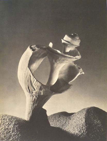 RUTH BERNHARD (American) Original vintage photogra: Ruth Bernhard (American, 1905-2006). "Shell". Original vintage photogravure. c1938. Printed 1938. 11 13/16 x 8 7/8 in. (300 x 225 mm). [23544]