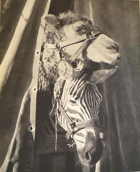 BRASSAI [GYULA HALASZ] (Hungarian/French) Original: Brassai [Gyula Halasz] (Hungarian/French, 1899-1984). "Curiosite". Original vintage photogravure. c1935. Printed 1938. 11 1/16 x 8 13/16 in. (281 x 224 mm). [23546]