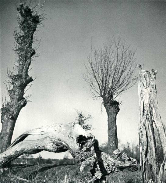 HERBERT LIST (German) Original vintage photogravur: Herbert List (German, 1903-1974). "Dead Trees". Original vintage photogravure. c1939. Printed 1939. 7 1/4 x 6 3/4 in. (184 x 171 mm). [23874]