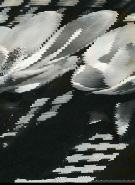 MAN RAY (American) Original vintage photogravure: Man Ray (American, 1890 - 1976). "Fleur [descriptive title]". Original vintage photogravure. c1933. Printed 1934. Image copyright © ADAGP/BNF - Artists Rights Society (ARS), New York / ADAGP, Paris.