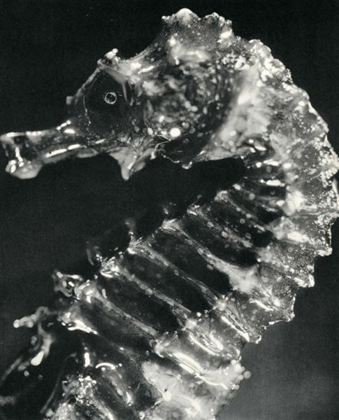 JEAN PAINLEVE (French) Original vintage photogravu: Jean Painleve (French, 1902-1989). "Cheval Marin". Original vintage photogravure. c1935. Printed 1935. 9 x 7 1/2 in. (229 x 190 mm). [24292]